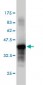 PTPRS Antibody (monoclonal) (M01)
